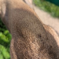 Фото отзыва 3: экскурсия "Из Костромы — на лосиную ферму!"