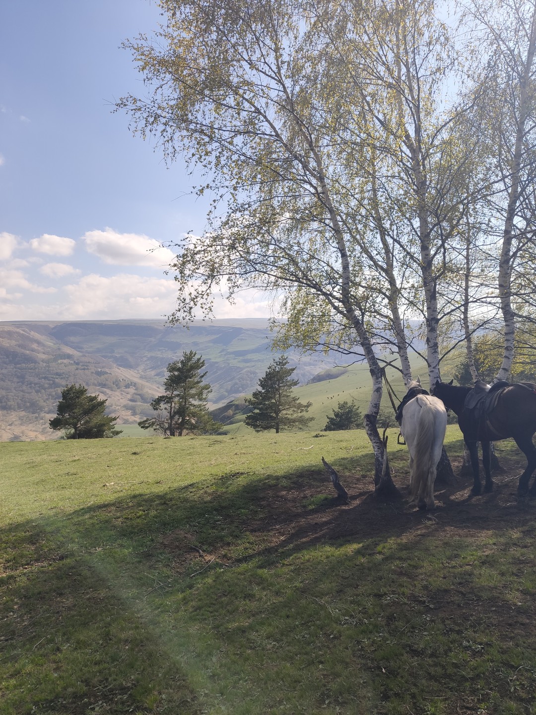 Выйду в луг и рощу с конём (Алина)