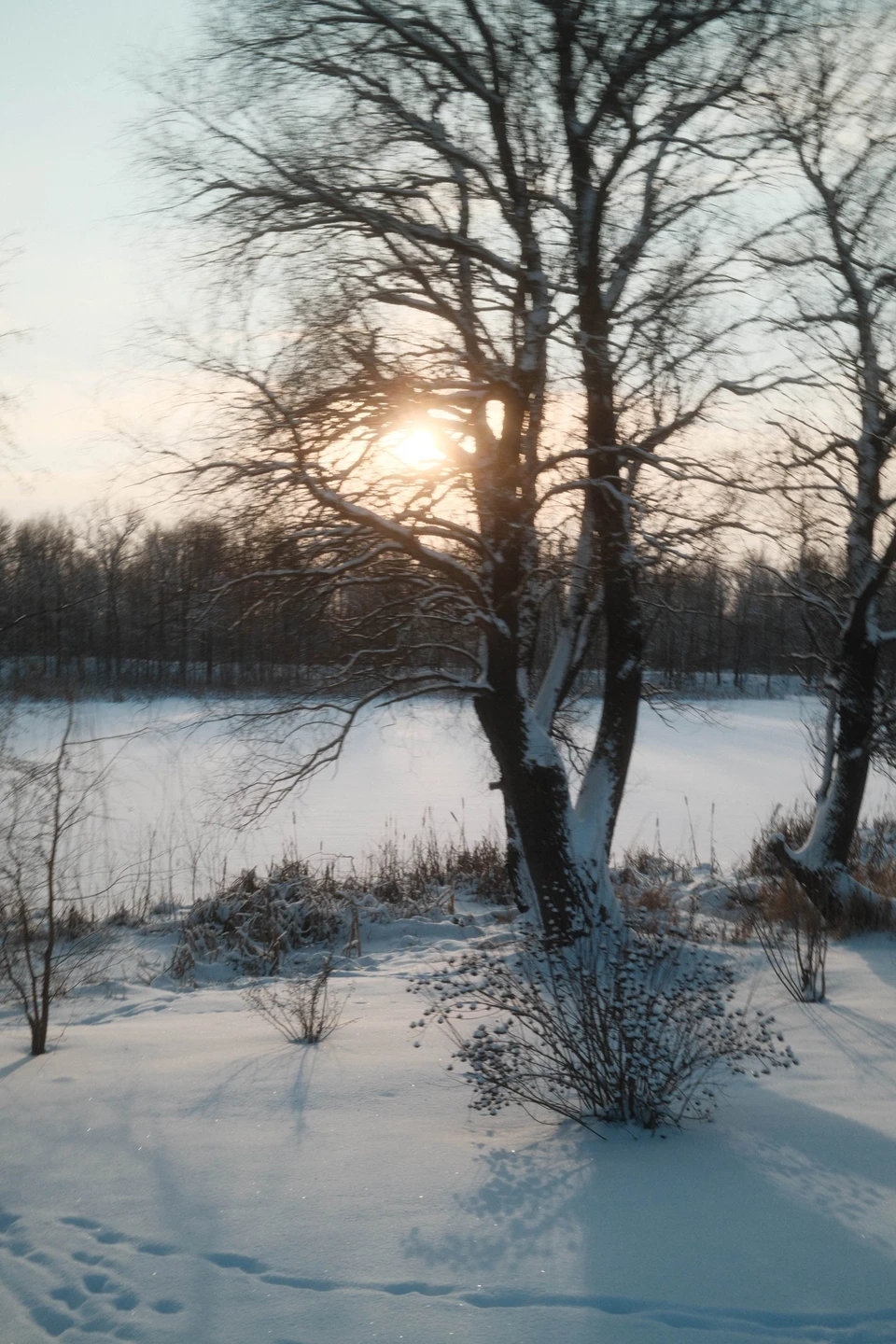 Вышла добрая поездка на лошадях в сопровождении бодрого пса Швондера. Очень хотелось посмотреть на нормальную русскую