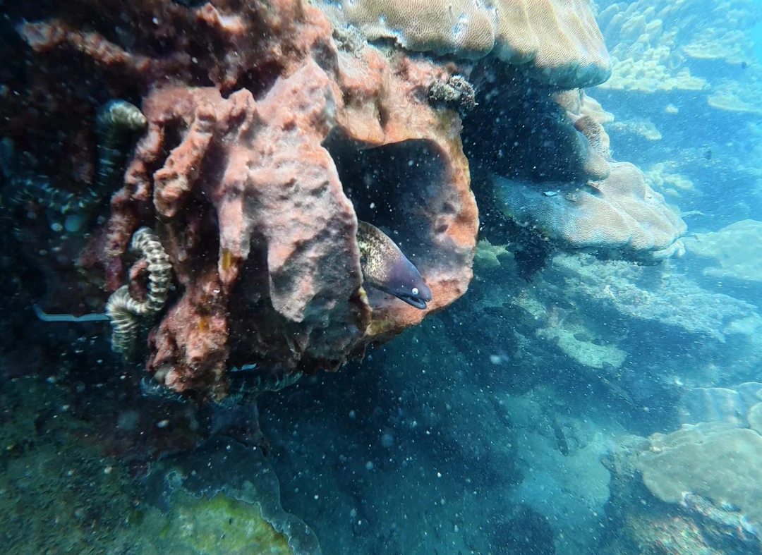 На Фукуоке ничего интересного рядом с отелем не увидеть. Чтобы увидеть подводный мир надо плыть на