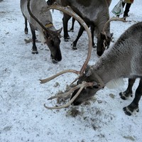 Фото отзыва 1: экскурсия "Каникулы в Хибинах + этническая деревня саами"