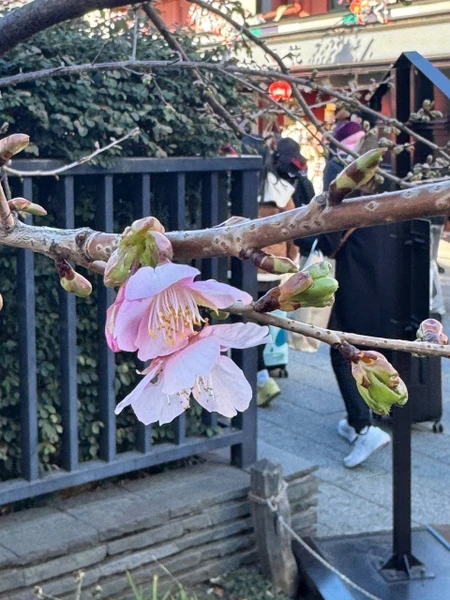 Маргарита- прекрасный гид. Очень увлекательно рассказала нам о жизни в Японии. Прогулка была чудесной. Все наши