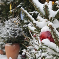 Фото отзыва 1: экскурсия "Рождественский Кранц: душевная групповая прогулка"