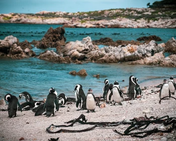 Херманус, мыс Игольный и очковые пингвины