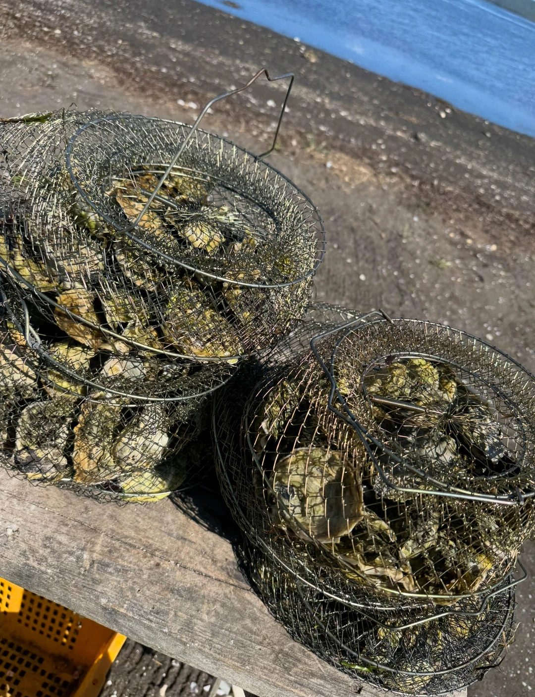 На катамаране за устрицами: в группе из Южно-Сахалинска (всё включено) (Дмитрий)