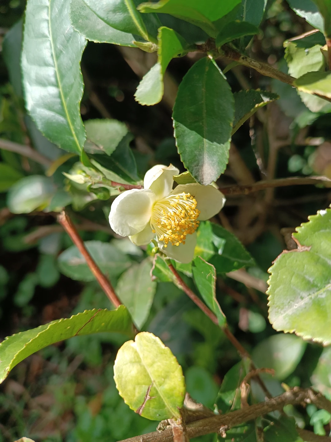 Если сомневаетесь, Не сомневайтесь! Интересно, красиво, впечатления на всю жизнь! Интеллигентно и спокойно, вы услышите много