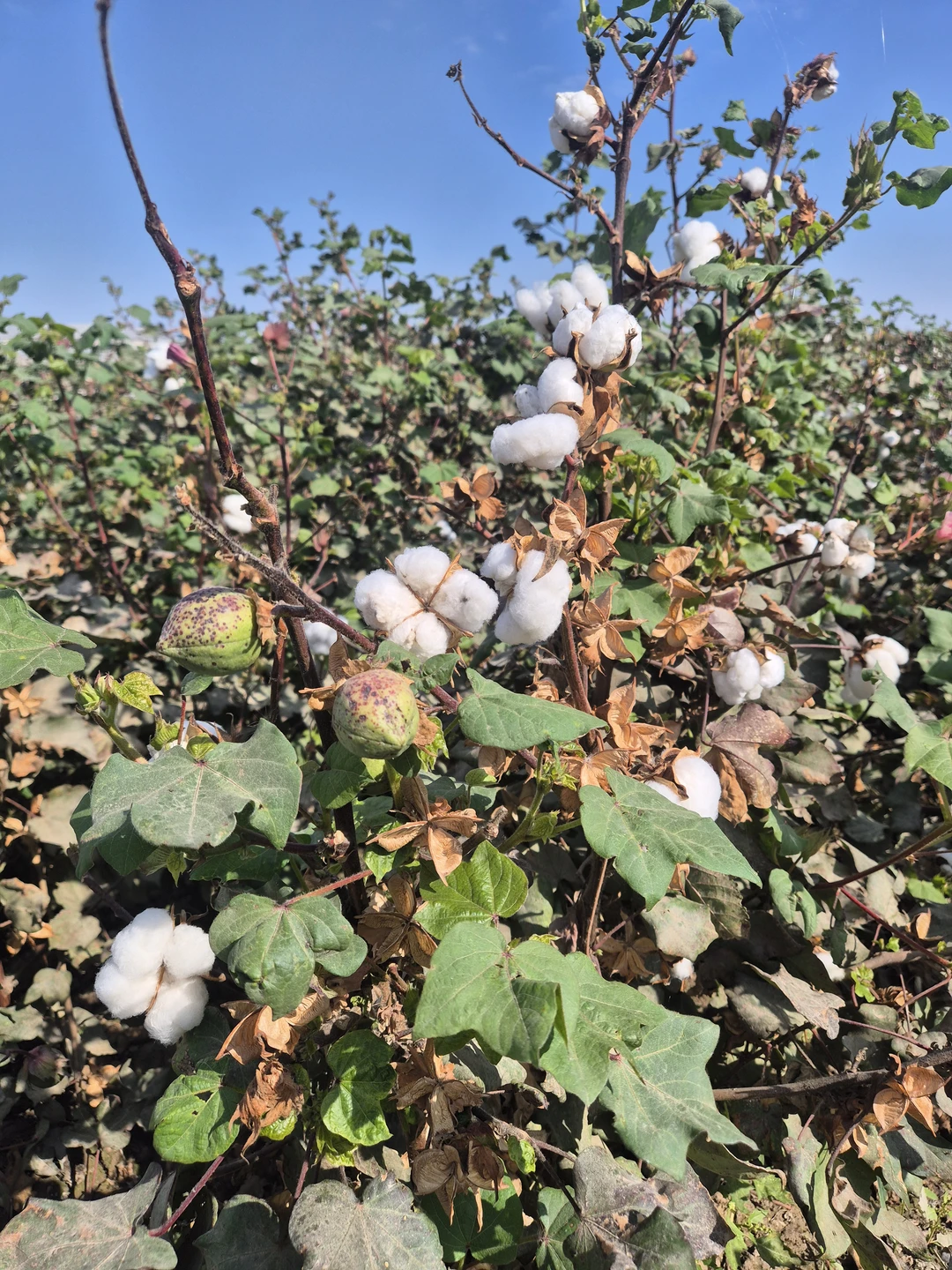 Моя рекомендация к обязательному посещению данной экскурсии. Понравилось всё. Дадахон гид с большой буквы. Образованный, вежливый