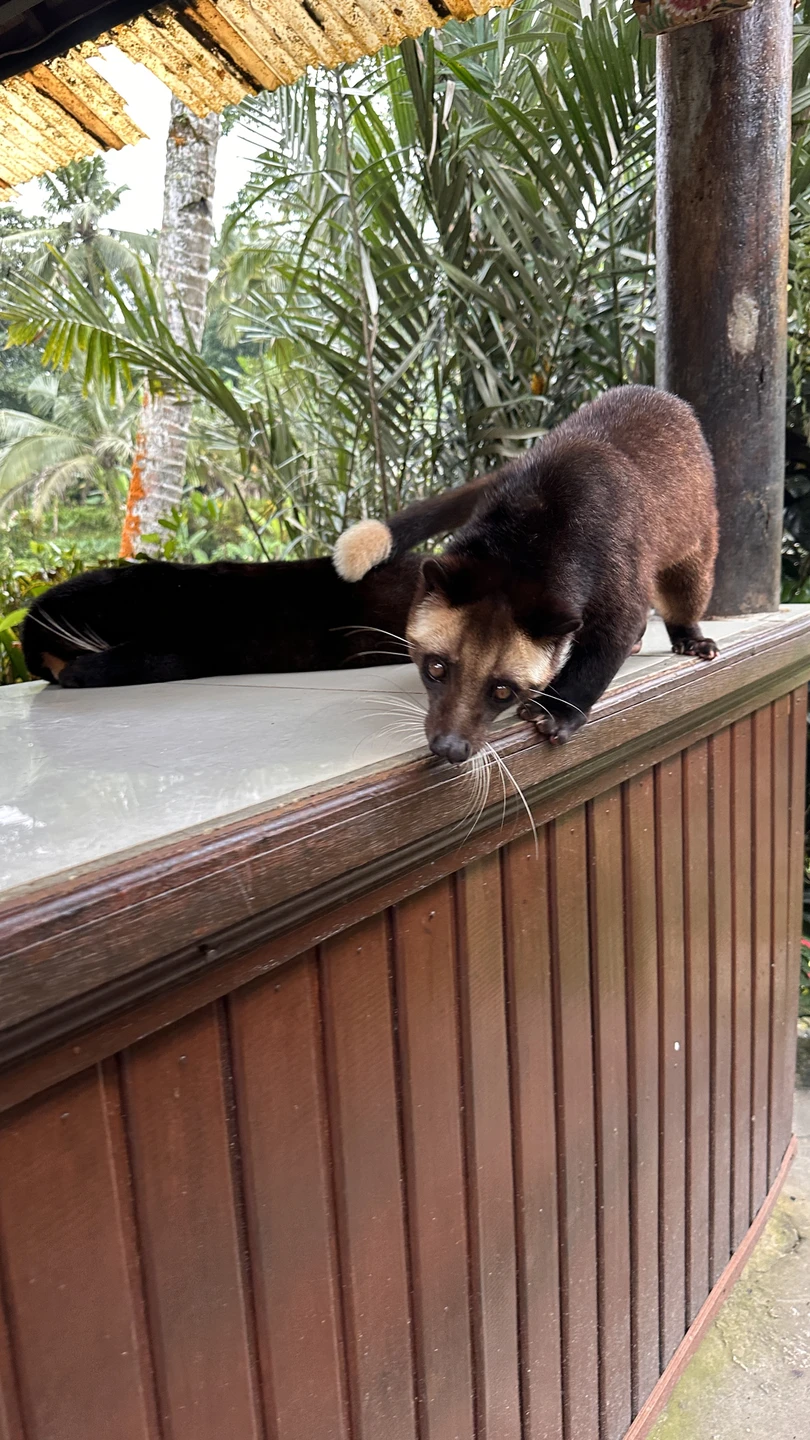 Отличное путешествие. Ваян прекрасен, улыбчив и внимателен к деталям. Поездка прошла прекрасно. Заехали на обед по совету Ваяна и остались довольны.