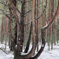 Фото отзыва 2: экскурсия "Авторское фотопутешествие по Куршской косе и Зеленоградску"