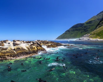 Мыс Доброй Надежды, пингвины и водная прогулка к морским котикам