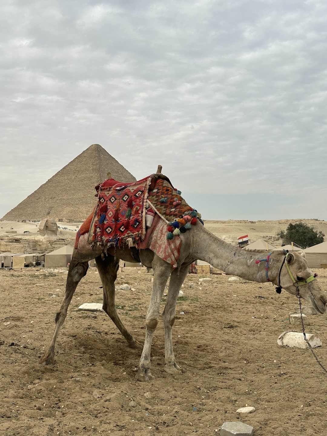 Первое свидание с Каиром (OLGA)