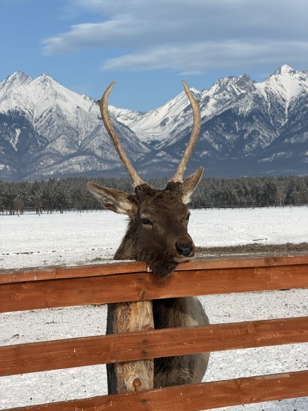 Из Иркутска - в Аршан, к подножию сибирских Альп (Дарья)