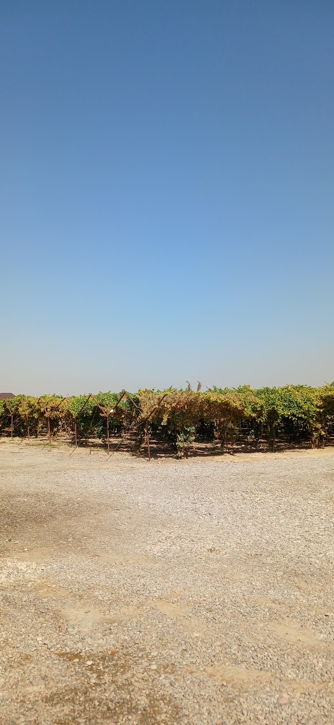 Прекрасное, умиротворяющее место, недалеко от Ташкента. Виноградники, сады и любое вино на ваш вкус! Спасибо за