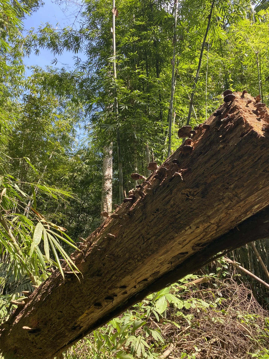 Мы забронировали 4 экскурсии у Сабри - нам понравился его подход: мы сообщили, что на Пхукете