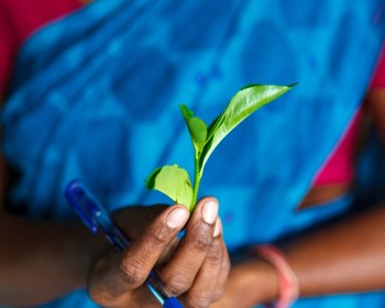 Плантации и чайная фабрика Нувара-Элии