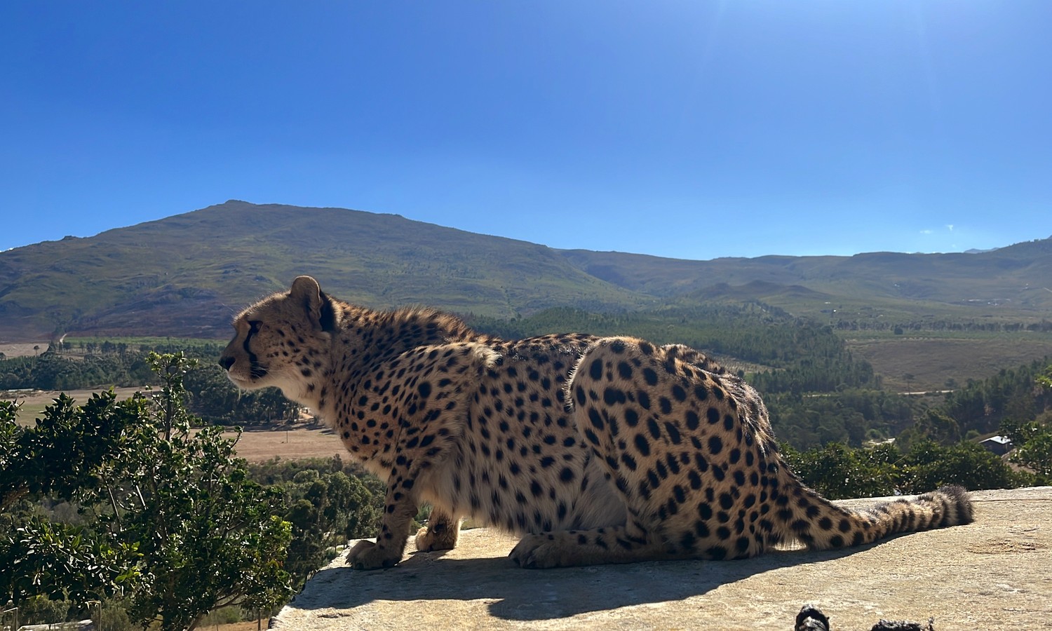 Кейптаун: в мире животных