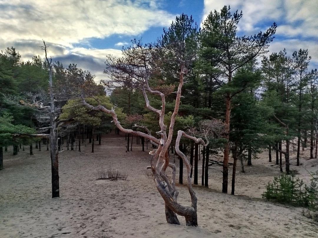 Спасибо Сергею, в компании которого мы провели несколько незабываемых дней в Архангельске и его окрестностях, увидели