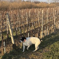 Фото отзыва 1: экскурсия "Охота на трюфель в окрестностях Альбы"