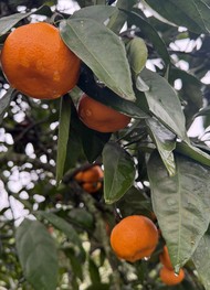 Фото отзыва 1: экскурсия "Абхазия во всей красе: путешествие по знаковым местам"