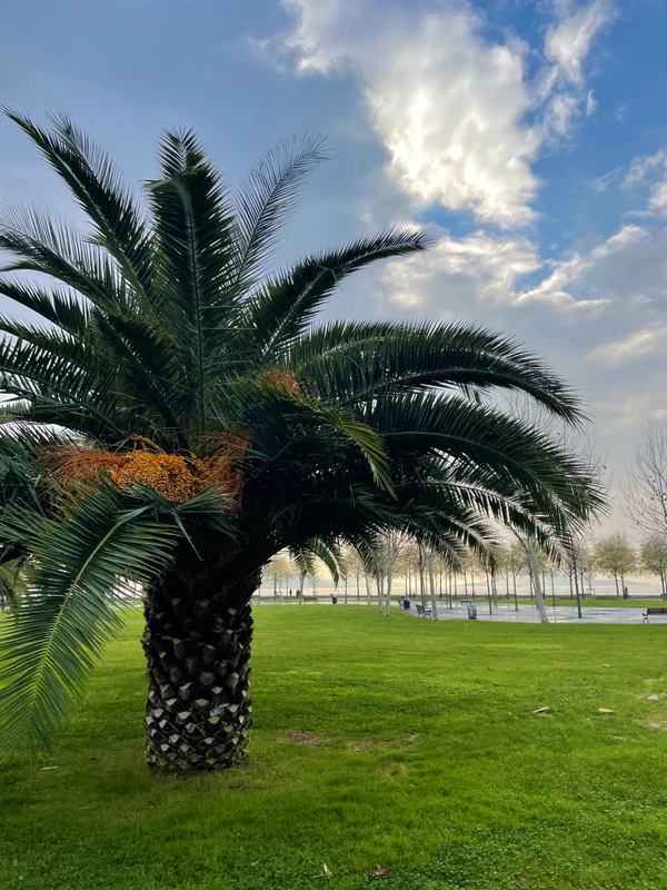 День отдыха в турецком стиле (в Стамбуле)