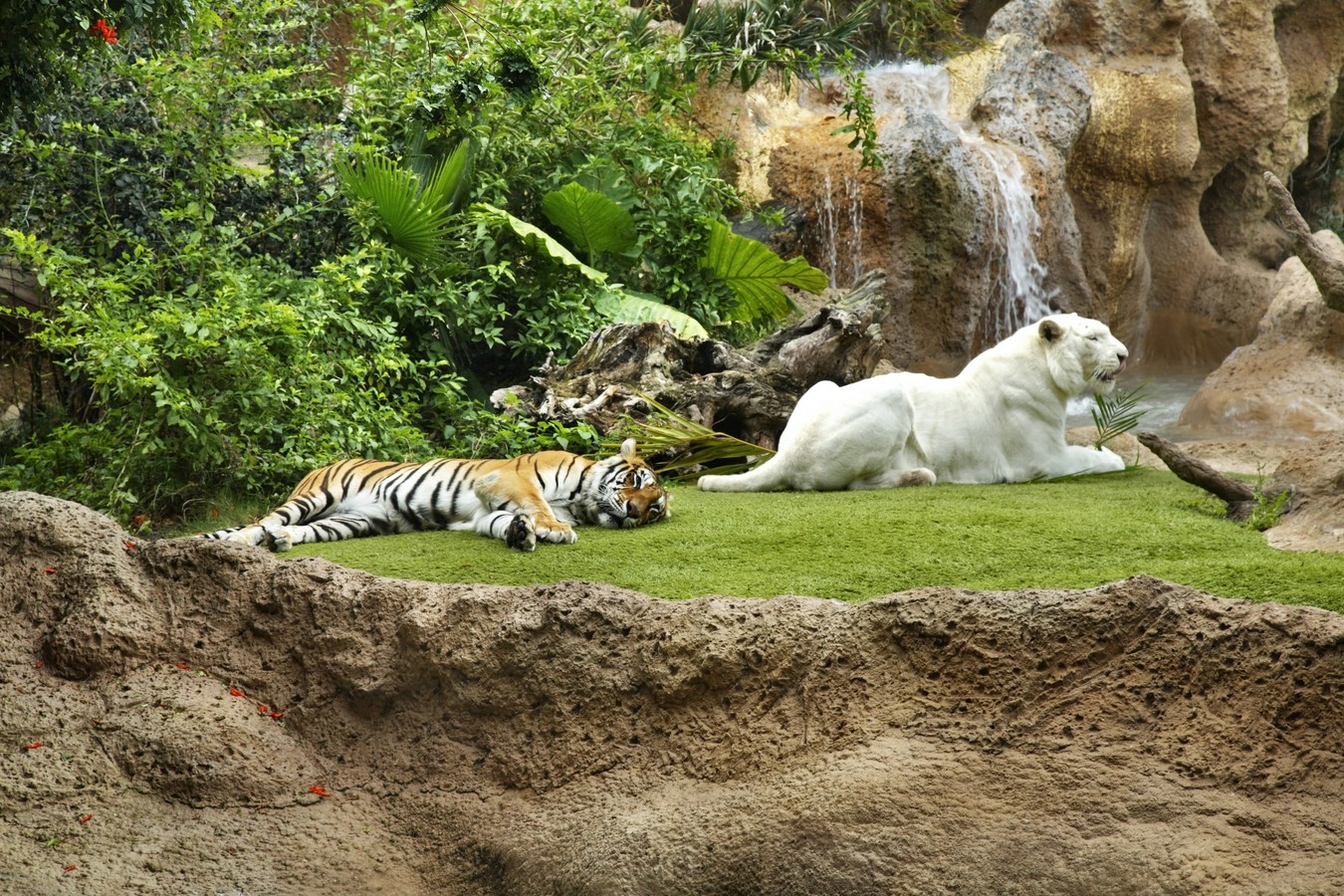 Лоро парк, царство зверей на Тенерифе