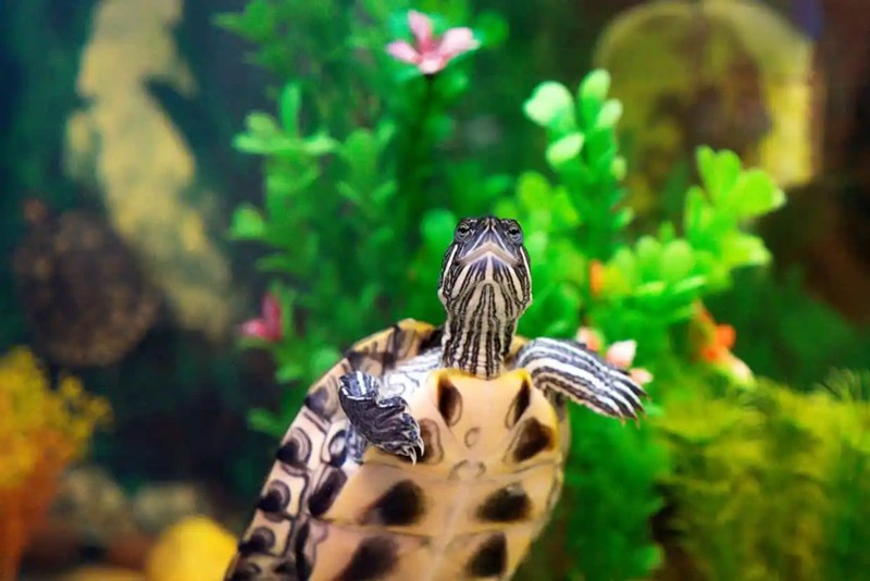 Поездка в океанариум Антальи - приключение для всей семьи