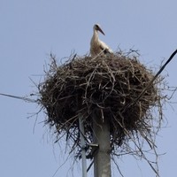 Фото отзыва 1: экскурсия "Красота Брестской земли: Беловежская пуща и не только за 2 дня"