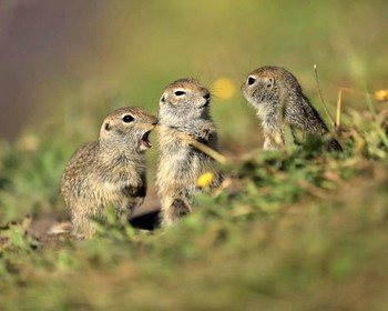 Место силы - гора Сирх