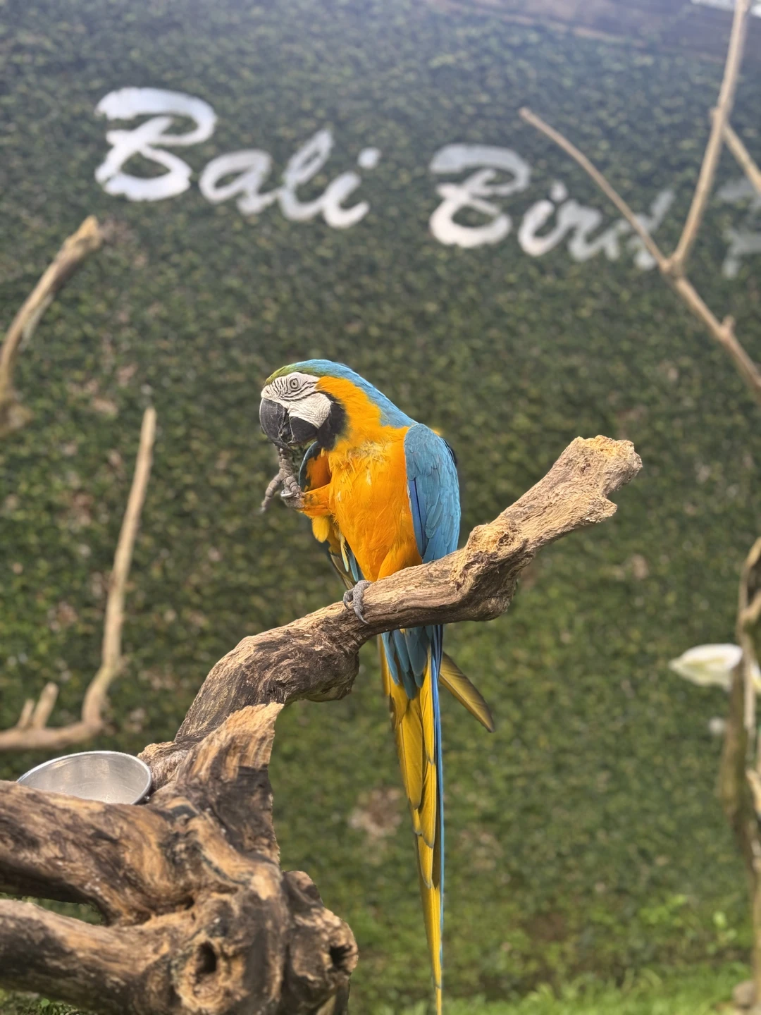 Хотели бы выразить огромную благодарность Густи за прекрасные 2 дня в его компании. Были на экскурсии «все краски Бали» и ездили с ним на Нуса Пенида