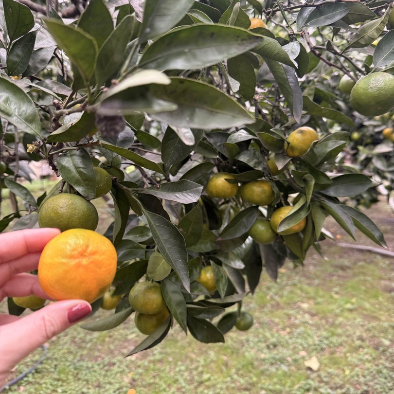 Индивидуальная экскурсия по солнечной Абхазии (Елена)