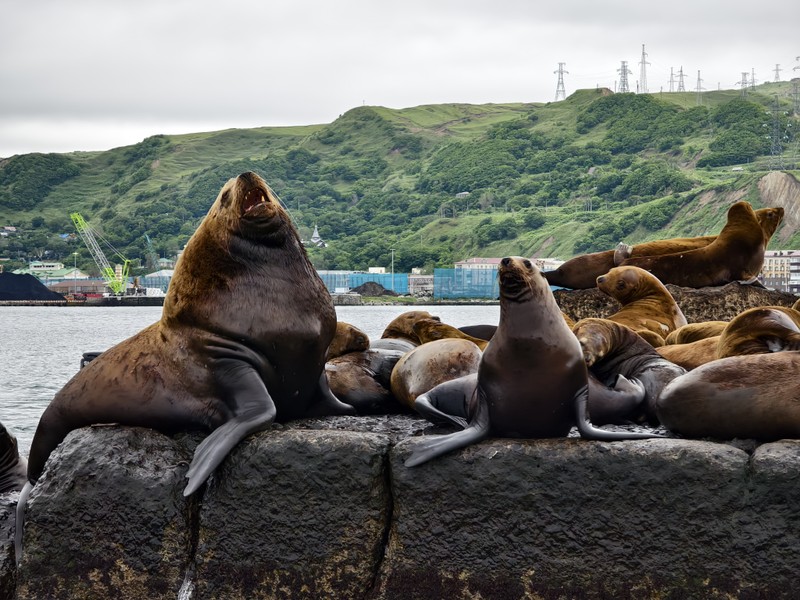 Дикий Запад Сахалина: сивучи и последний маяк Карафуто