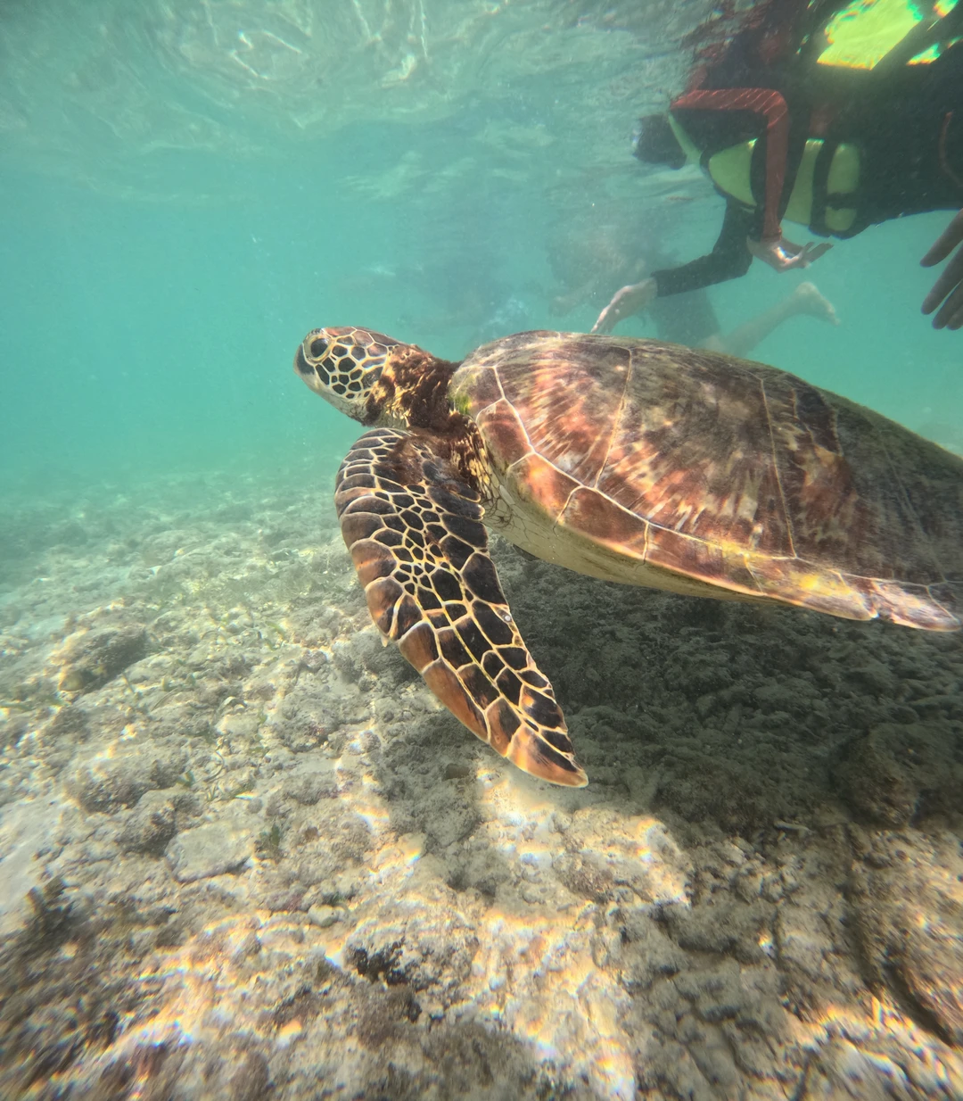 Высший уровень сервиса и незабываемая встреча с китовыми акулами