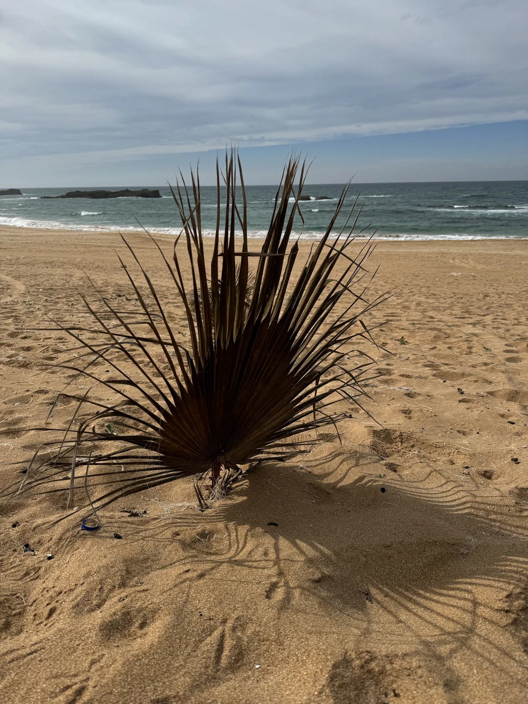 Секретная устричная ферма под Касабланкой (Ирина)