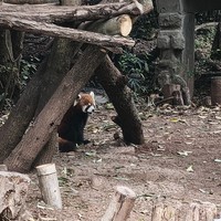 Фото отзыва 1: экскурсия "Город контрастов: Чэнду в ритме традиций и технологий"