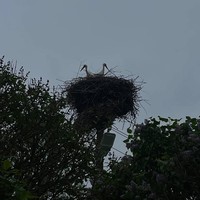 reviews img