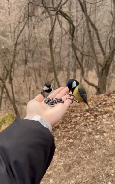 В Кисловодске впервые, и хотелось гулять по Кисловодскому парку не просто блуждая, а с понимаем. Выбрали