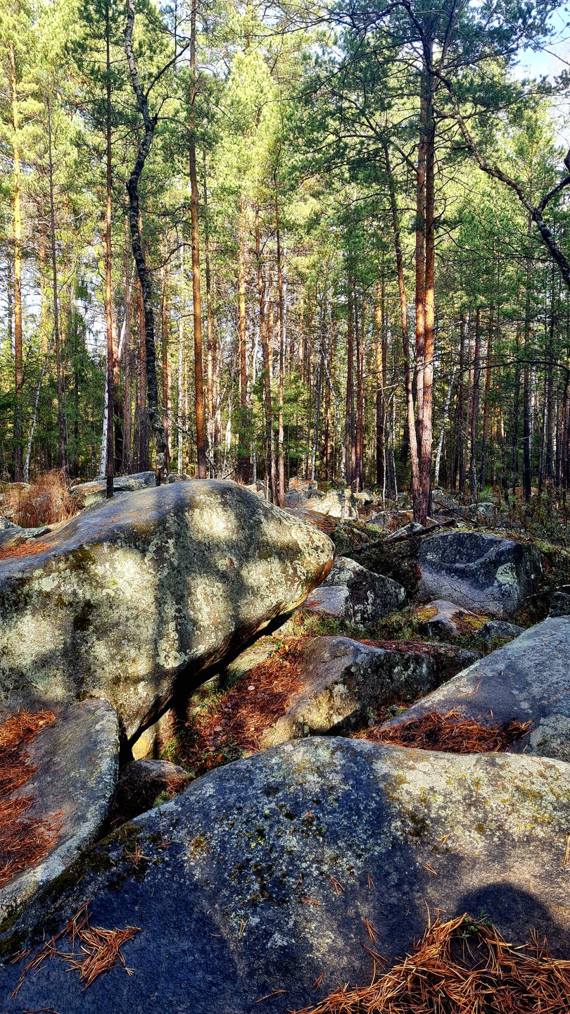 Волшебный день в Исетском лесу с гидом-волшебником Алексеем! Мы слушали тишину, терли пихту, ели шишки и