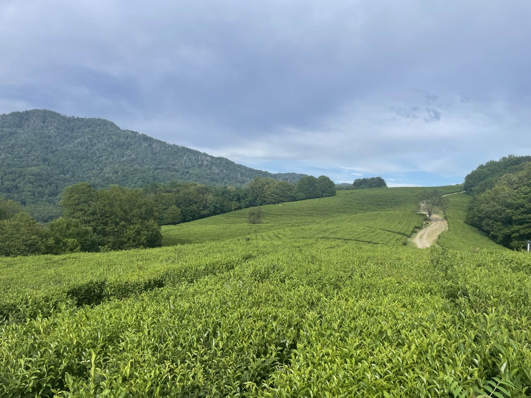 Крайне компетентный гид. Любит свою работу и получает удовольствие вместе с вами. В первые несколько час