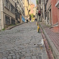 Фото отзыва 1: экскурсия "Стамбульские истории: султаны, палачи и чайки"