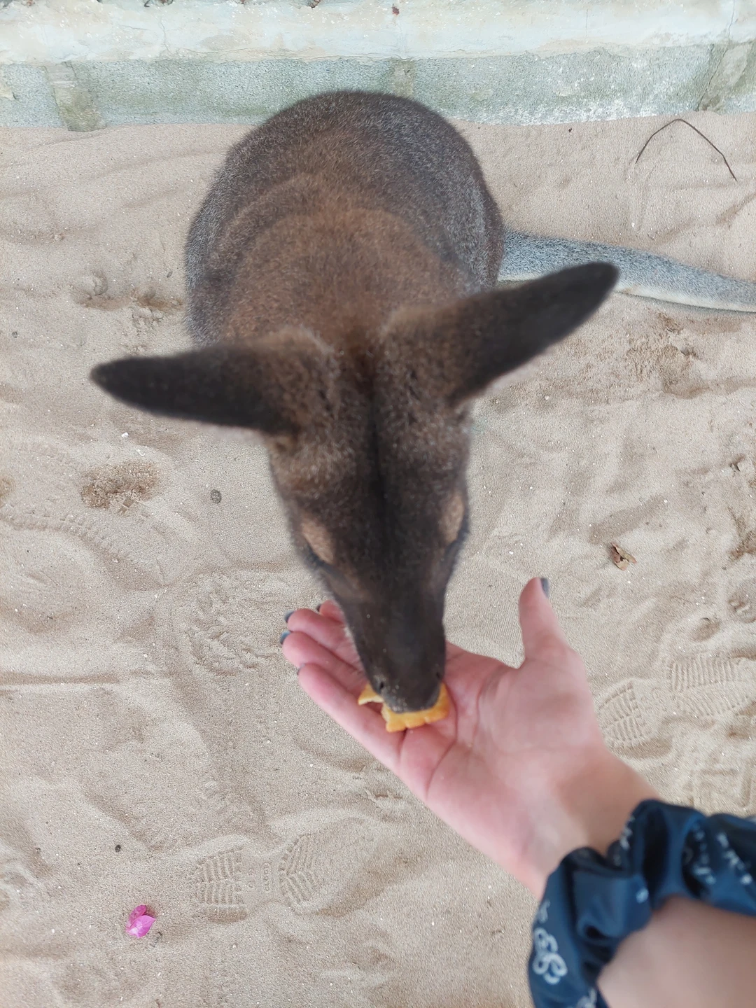 Прекрасная экскурсия, море положительных впечатлений. Вадим замечательный гид, рассказал много интересной и полезной информации про Вьетнам