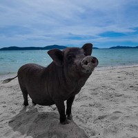 Фото отзыва 1: экскурсия "Индивидуальная морская прогулка со снорклингом и остановкой на Pig Island"
