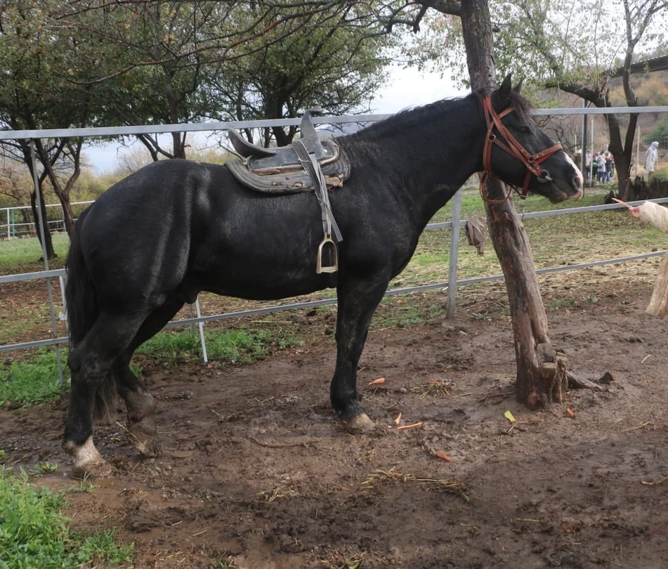 Побывали вчера на Оленье ферме, в Ходжикенте посмотрели петроглифы, со времен каменного века, покатались на крытой