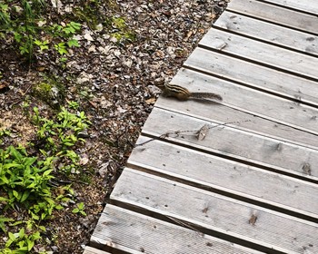 Лесные бизоны и Ленские столбы