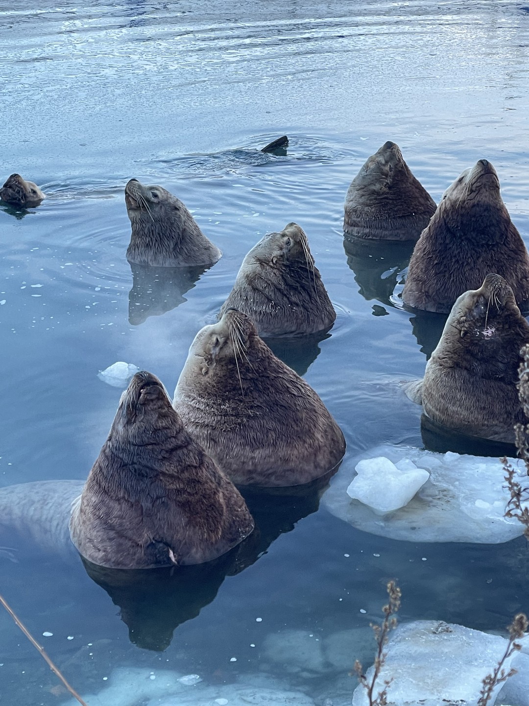 Экскурсия понравилась, очень приятный и веселый гид, рассказал много интересных фактов о Камчатке. Накормил сандвичами с
