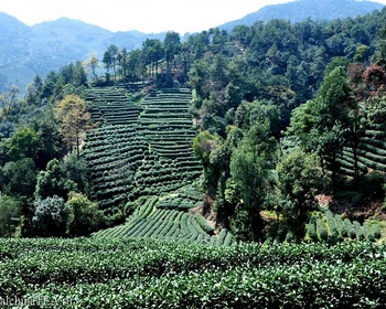 Лунцзин, Мэйцзяу, чайная дегустация