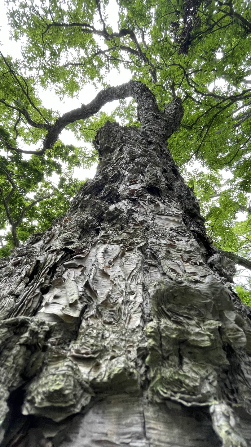 Отлично организованная экскурсия, нам повезло мы увидели и котиков и сивучей. На острове мы увидели все