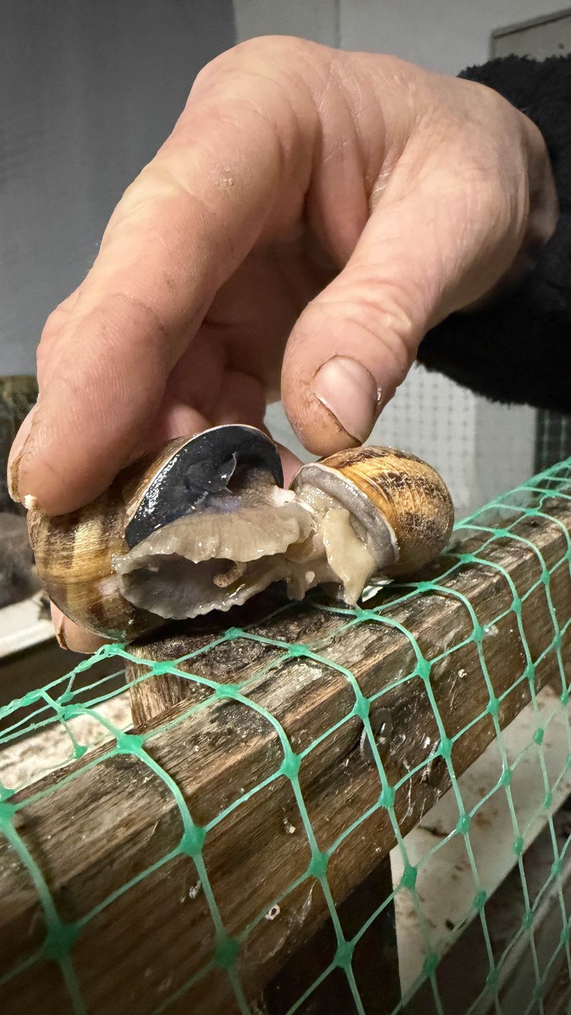 Гастроэкскурсия по первой улиточной ферме в Адлерском районе (Виктория)