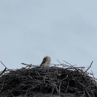Фото отзыва 1: экскурсия "Колоритный Углич: от кремля до кацкарей (на вашем авто)"