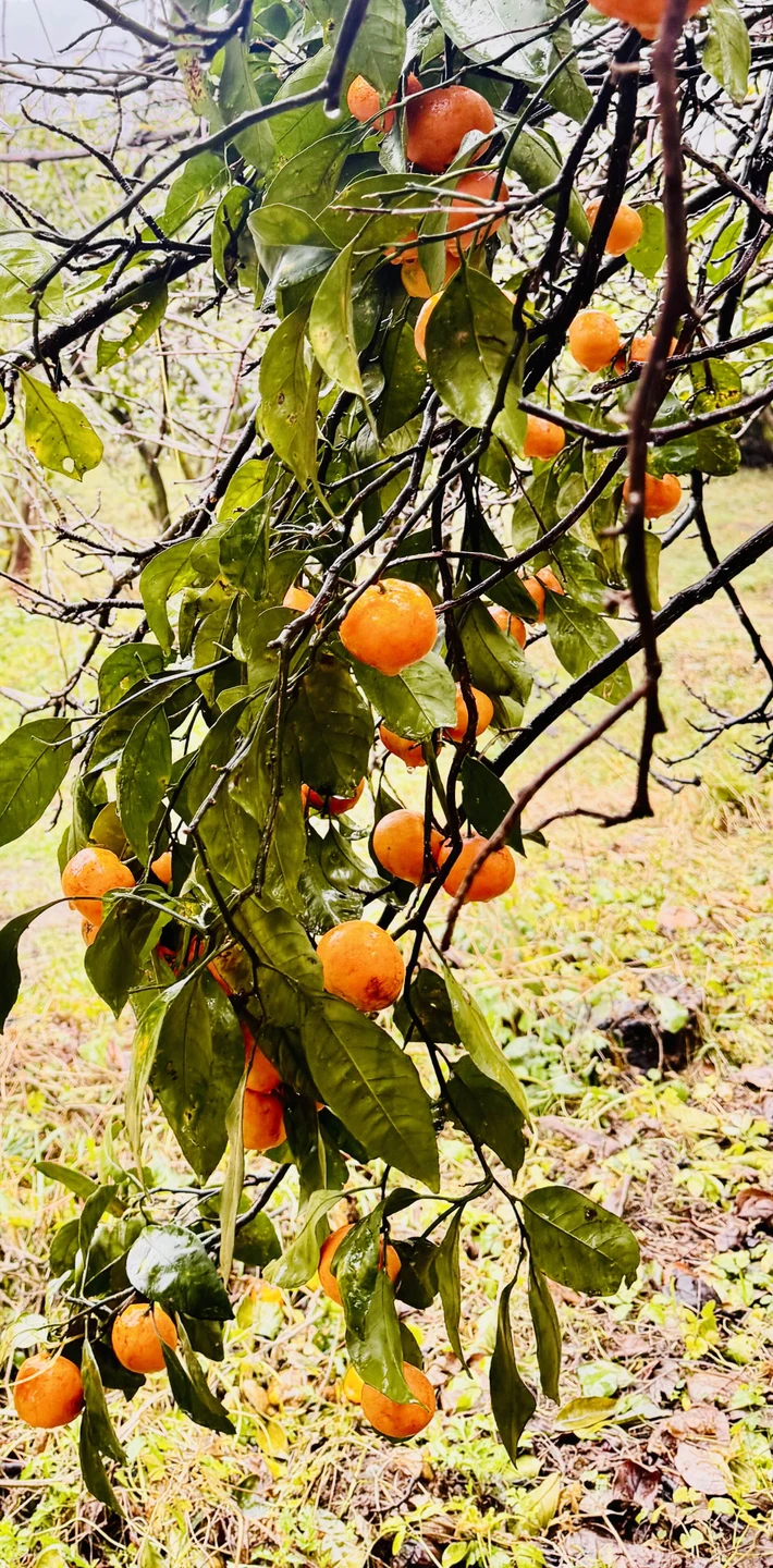 Гид Каха интересный рассказчик. Показал много интересных мест