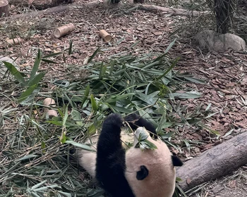 Панды, горы, Старый город